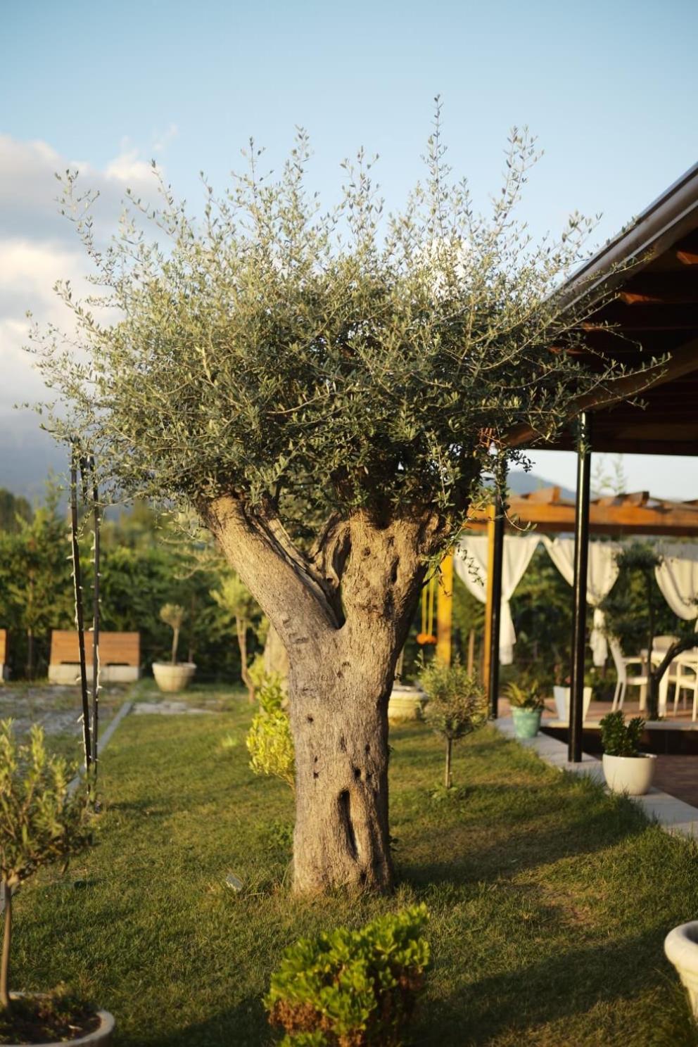 Hotel Natyra E Ishullit, Lezhe ,Ishull Shengjin, Lezhe, Alessio, Shengjin Exteriér fotografie